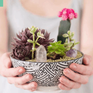 CUARZOS EN PLANTAS