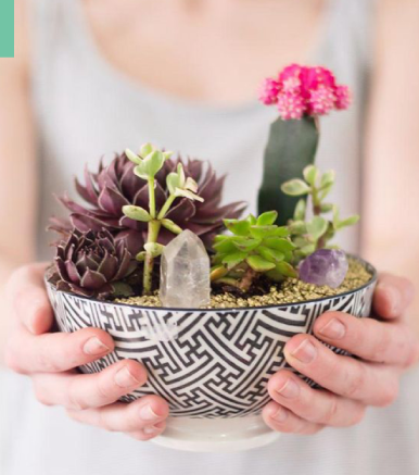 CUARZOS EN PLANTAS